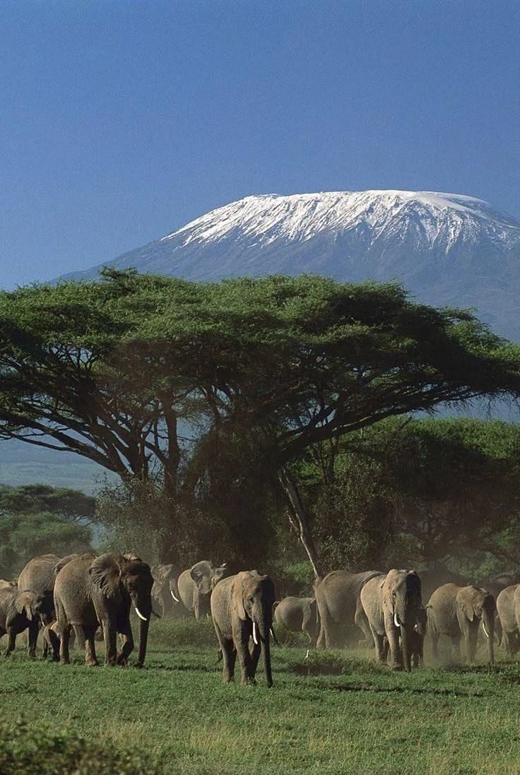 Amboseli