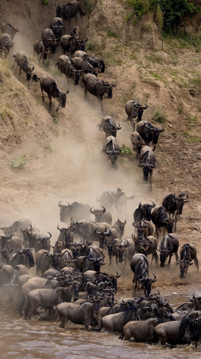 Masai Mara