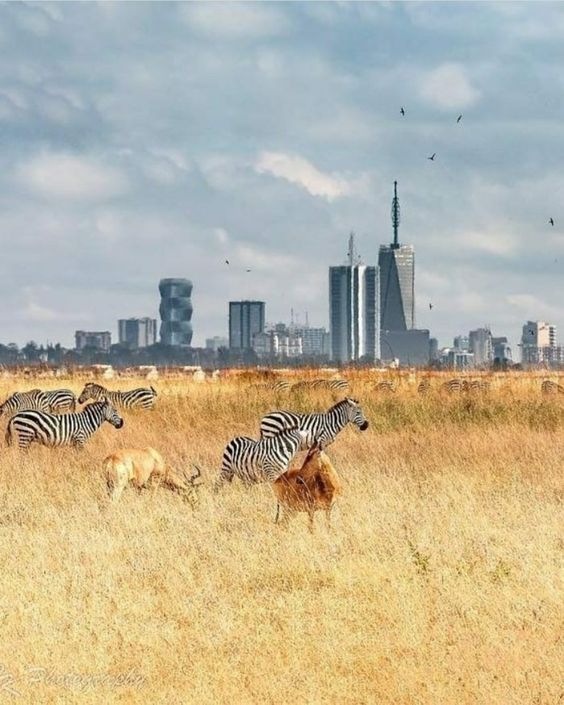 Nairobi National Park & Giraffe Centre
