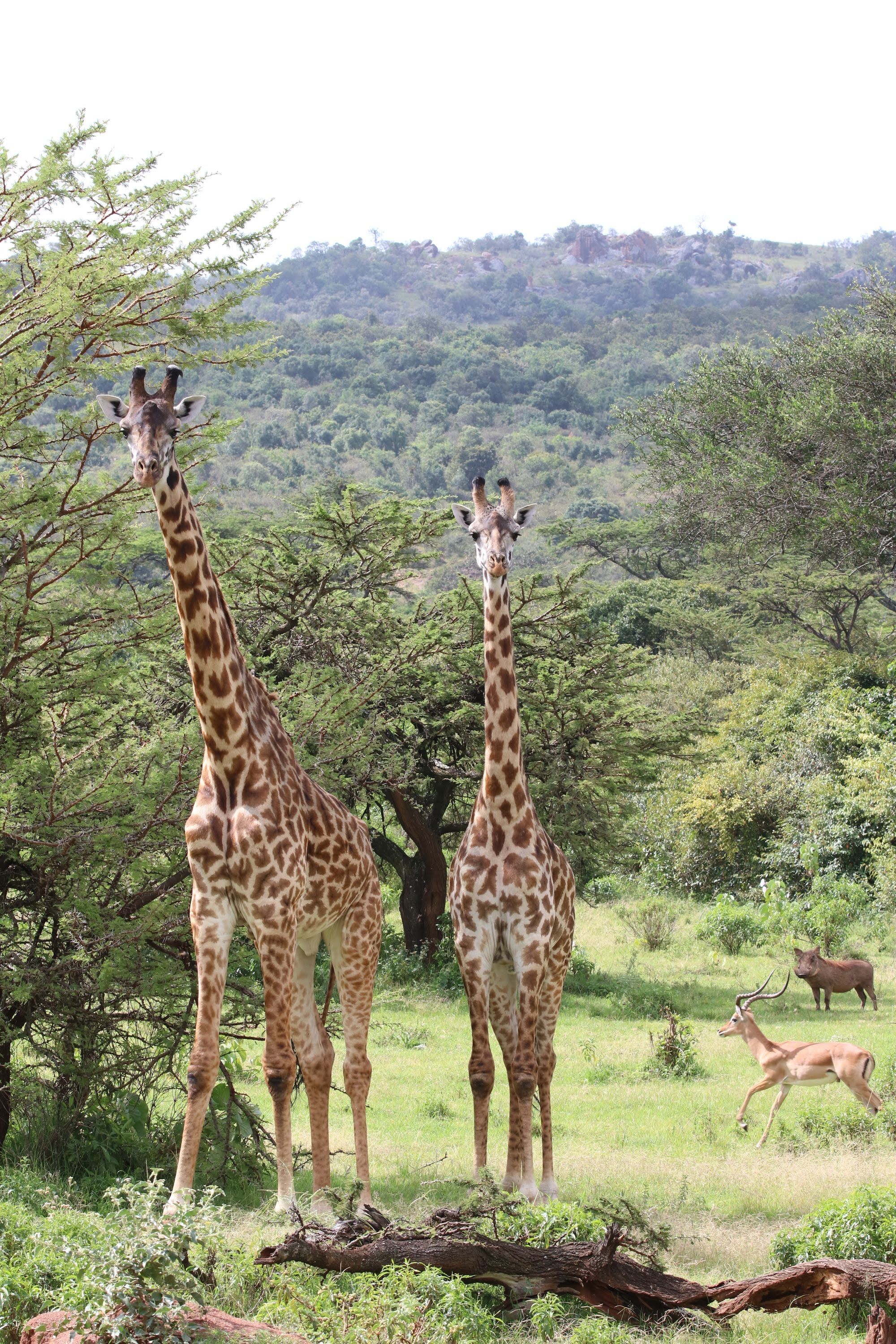 Maasai Mara Group Joining Safari( Mara Chui Resort)