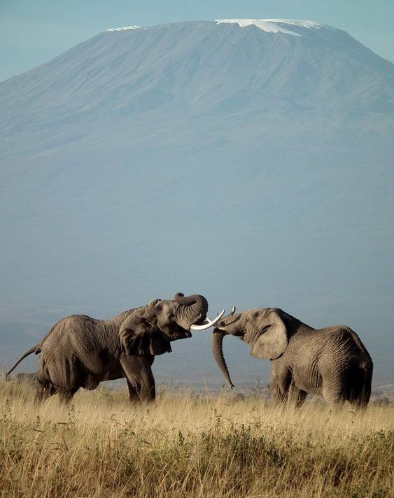 Amboseli Overland Experience