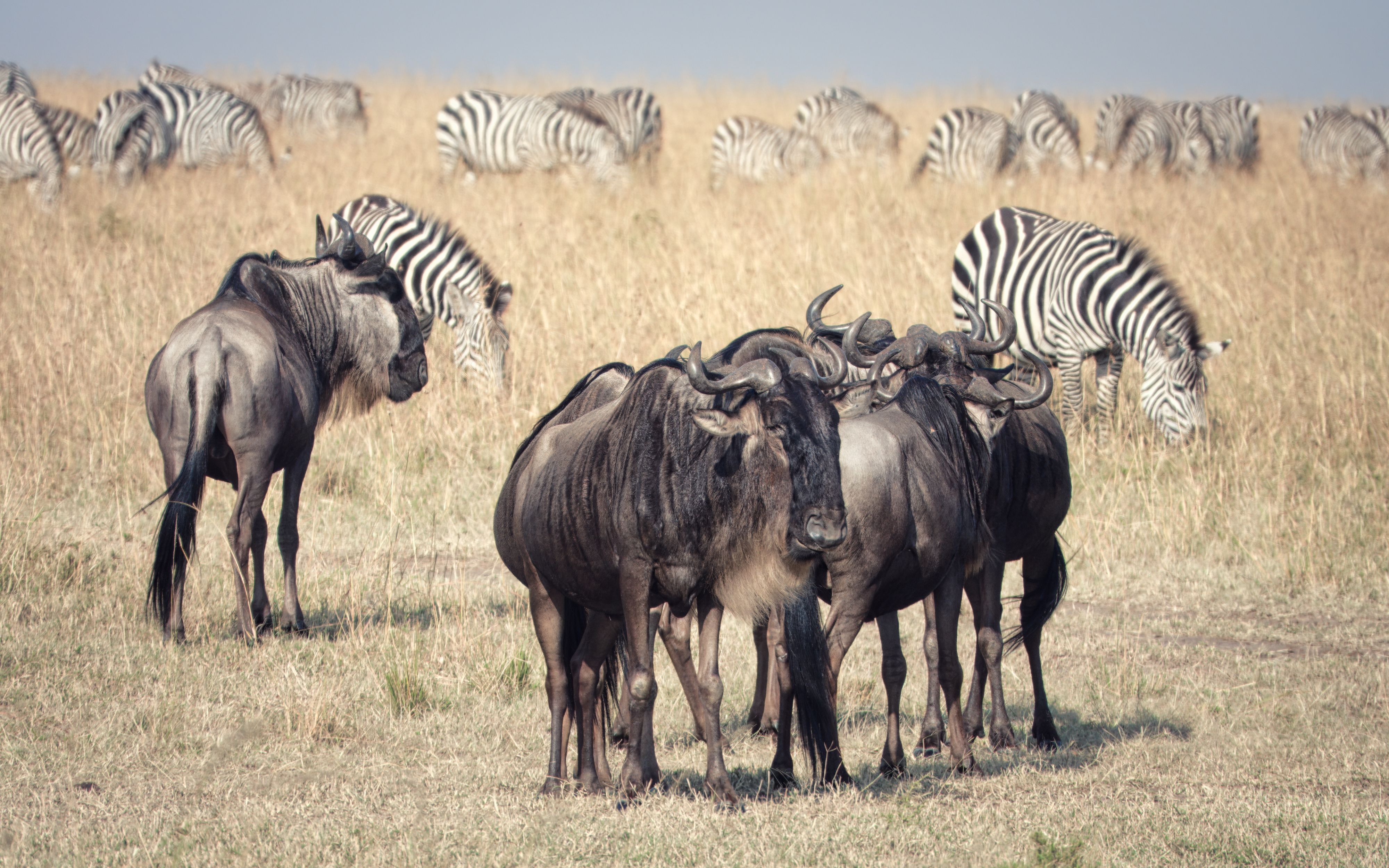 Maasai Mara Group Joining Safari( Mara Chui Resort)