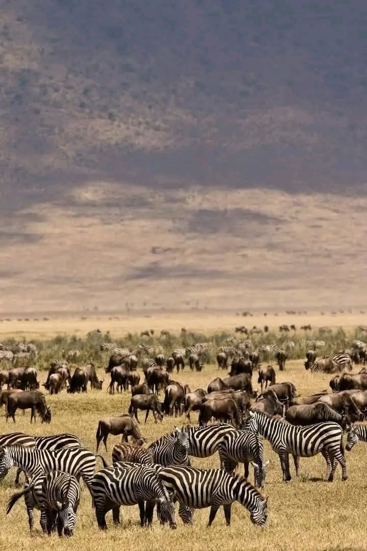 Maasai Mara Group Joining Safari(Olodare Budget Camp)