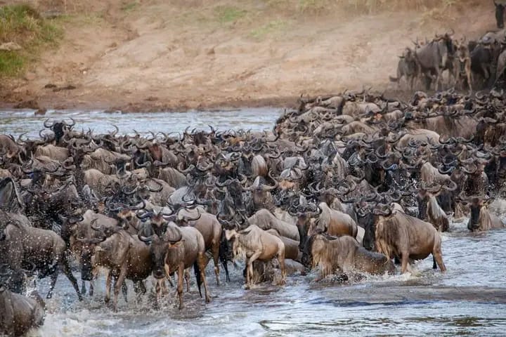 Maasai Mara Group Joining Safari (Flair Budget Camp)